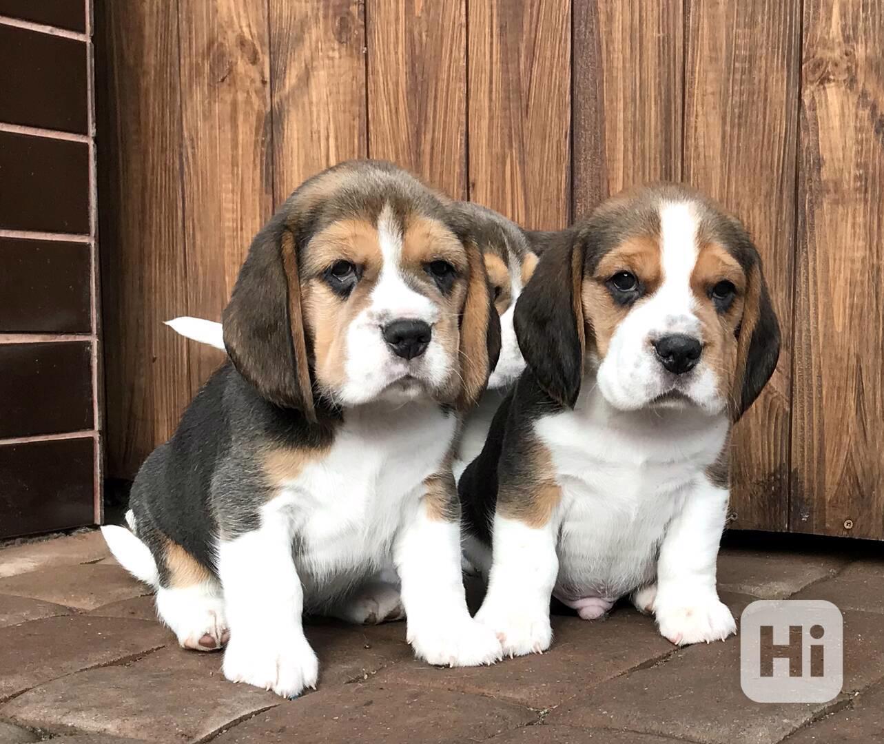 Štěňata čistokrevného bígla - foto 1