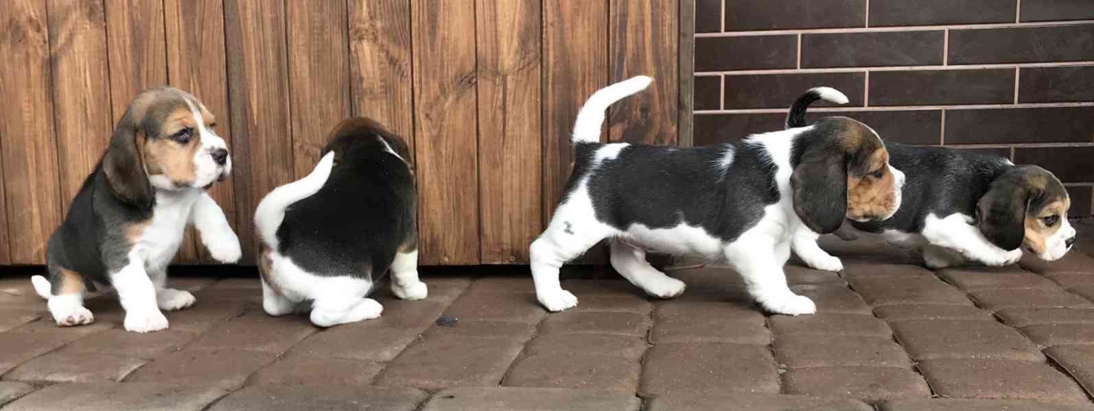 Štěňata čistokrevného bígla - foto 5