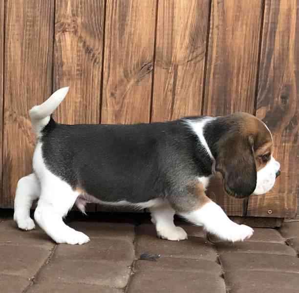 Štěňata čistokrevného bígla - foto 4