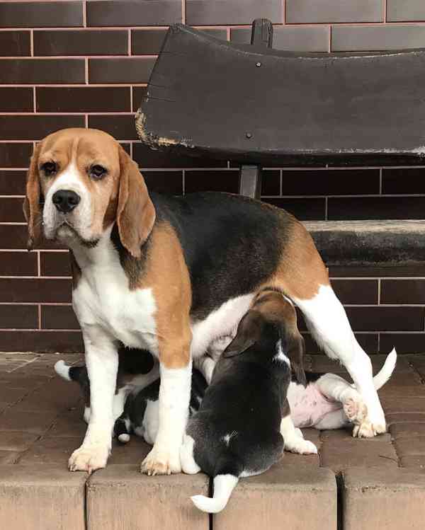 Štěňata čistokrevného bígla - foto 2