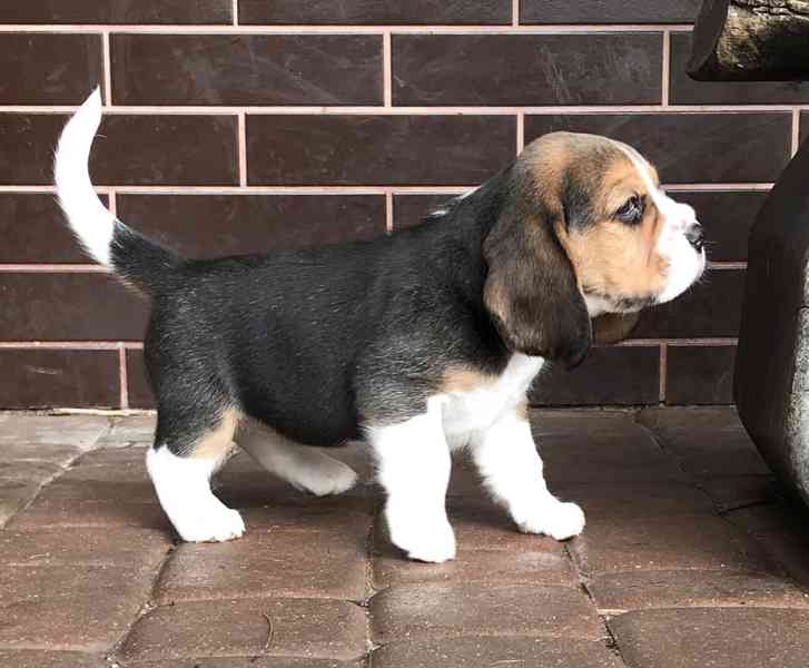 Štěňata čistokrevného bígla - foto 3