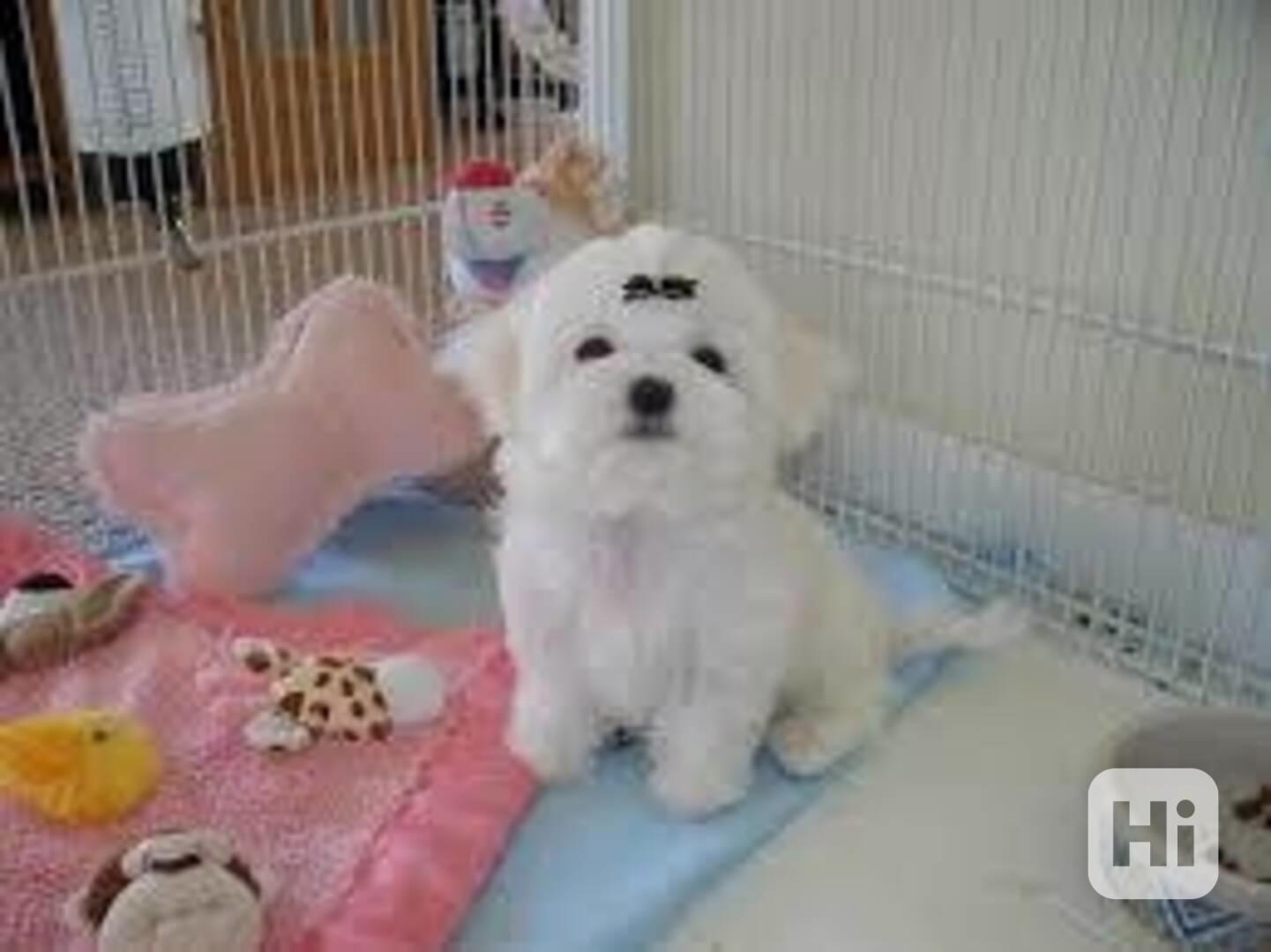 Okouzlující bílé štěně maltézského ovčáka - foto 1