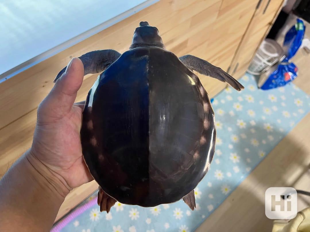 Želva prasečí / Želva prasečí – Carettochelys Insculpta - foto 1