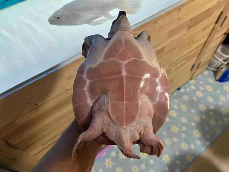 Želva prasečí / Želva prasečí – Carettochelys Insculpta - foto 2