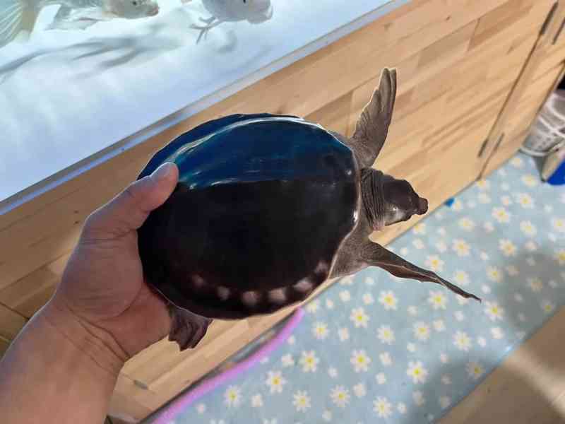 Želva prasečí / Želva prasečí – Carettochelys Insculpta - foto 3