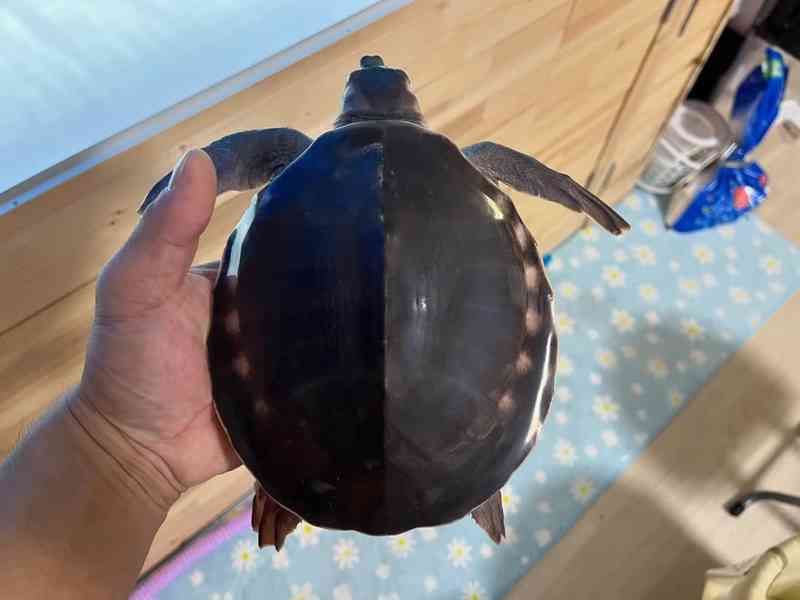 Želva prasečí / Želva prasečí – Carettochelys Insculpta - foto 1