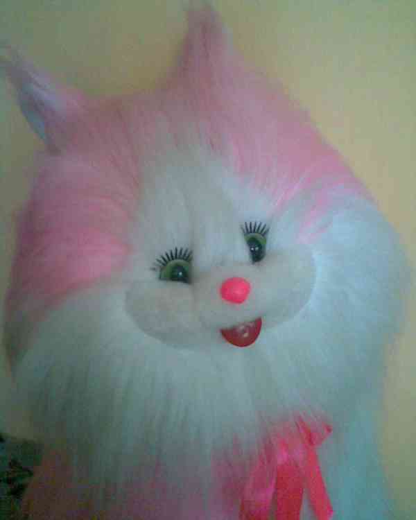 Velká krásná kočička - foto 2