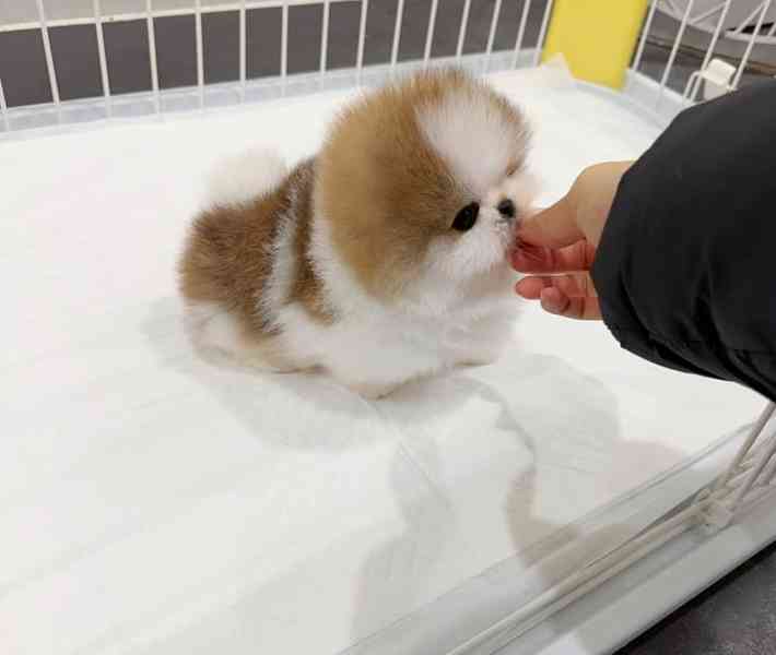 Krásne šteniatka pomeraniana k dispozícii - foto 1