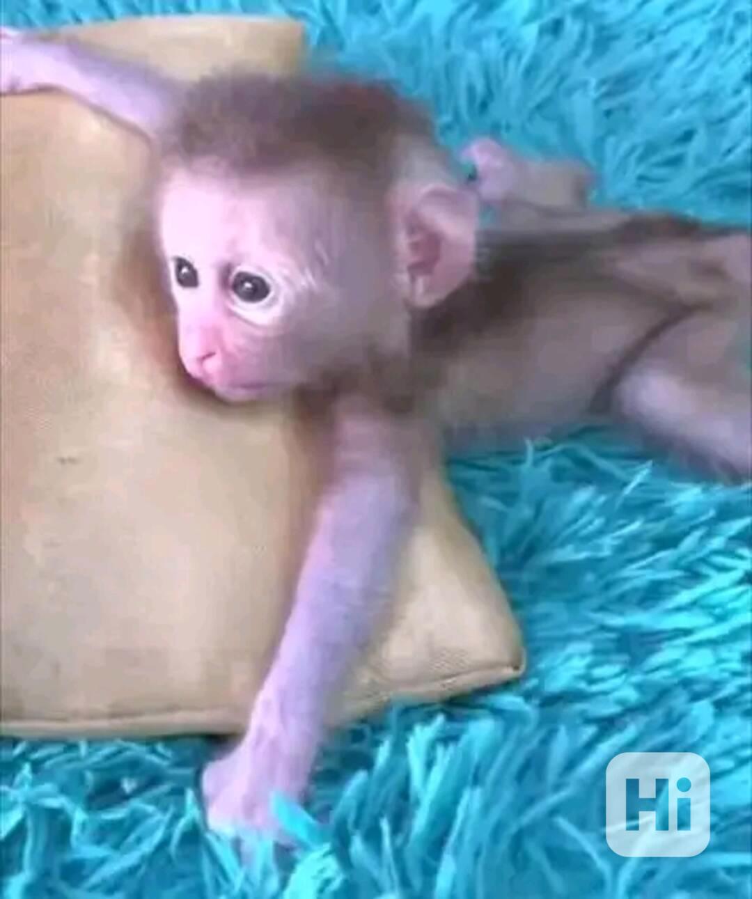  Sladké milující srdce kapucína - foto 1