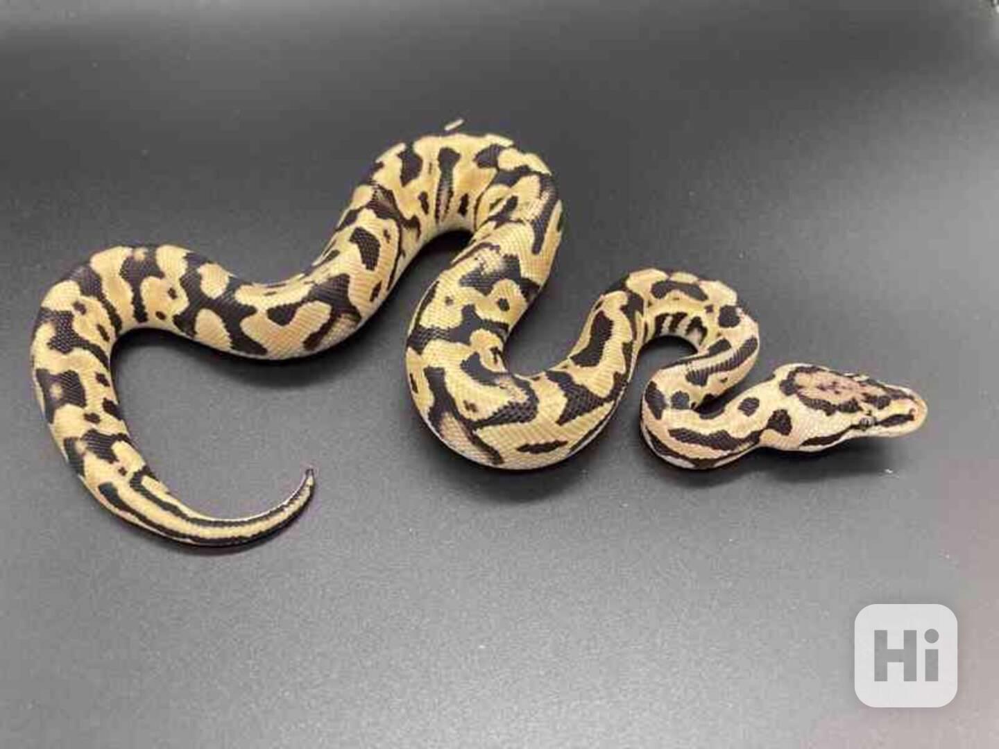 Krásný Bull Python Na Prodej Nearme - foto 1