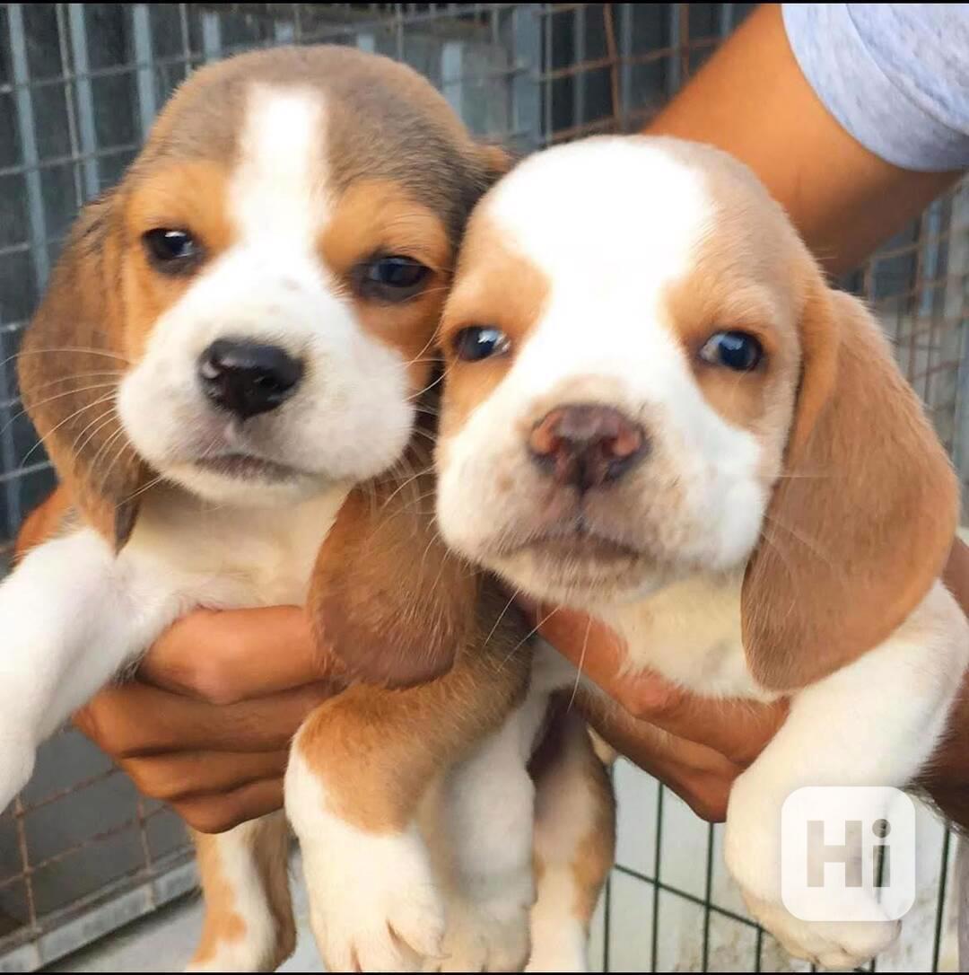 Čistokrevná 100% štěňata Štěňata bígla - foto 1