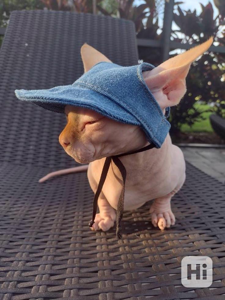 munchkin sphynx koťata k bezplatné adopci  - foto 1