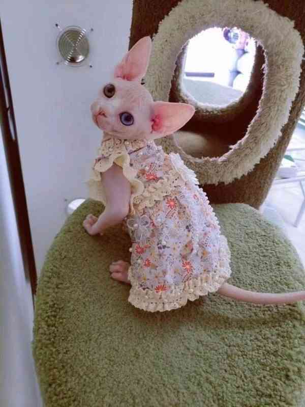 munchkin sphynx koťata k bezplatné adopci  - foto 2
