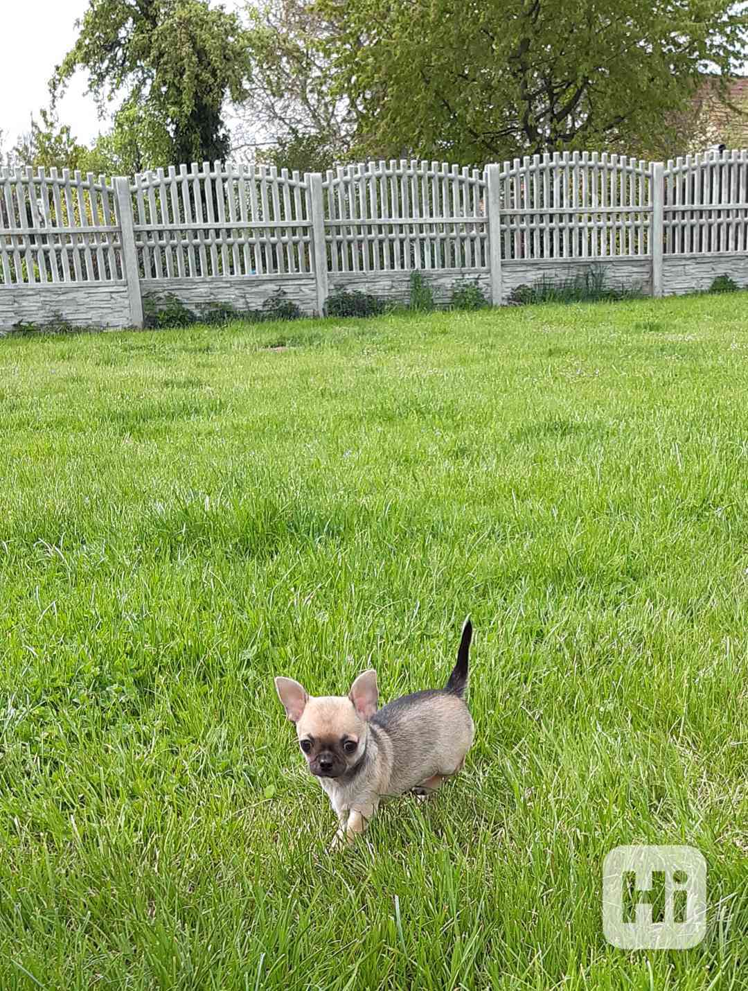 Čivava krátkosrstá s PP - foto 1