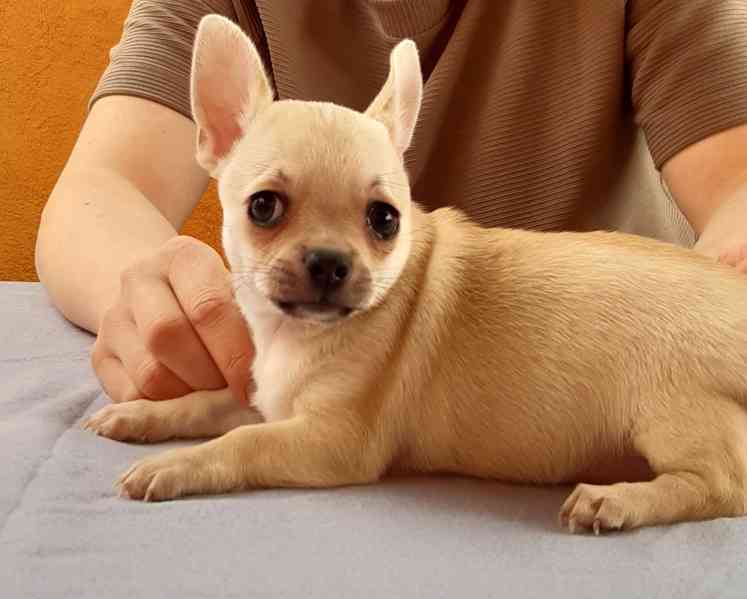 Čivava krátkosrstá s PP - foto 5