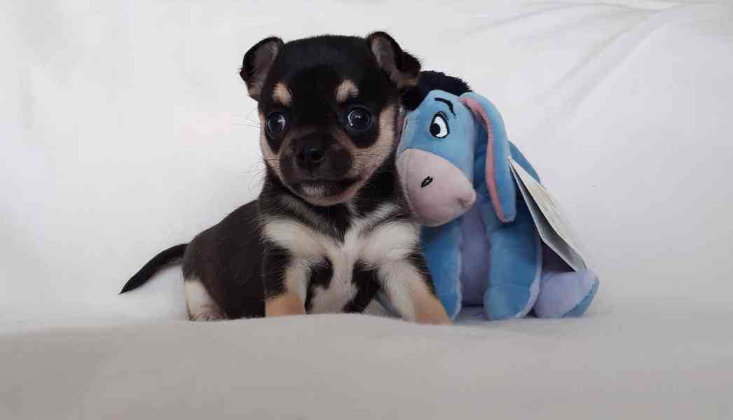 Čivava krátkosrstá s PP - foto 9