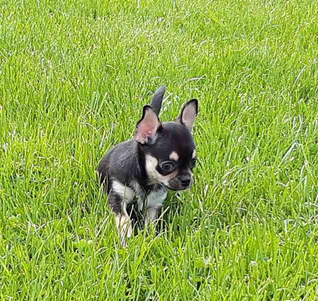 Čivava krátkosrstá s PP - foto 2