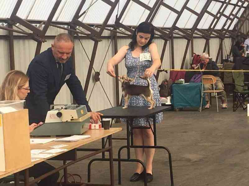 Čivava krátkosrstá s PP - foto 12