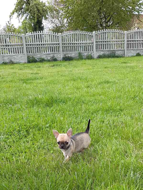 Čivava krátkosrstá s PP - foto 14