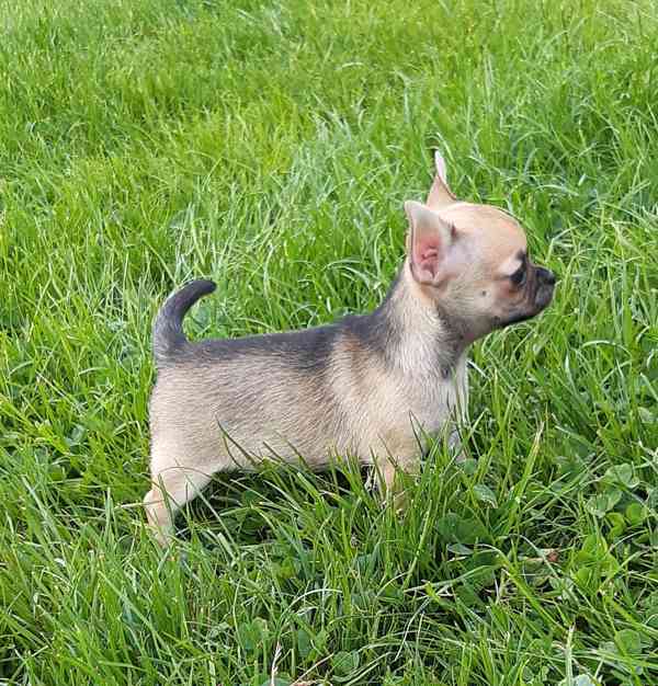 Čivava krátkosrstá s PP - foto 3