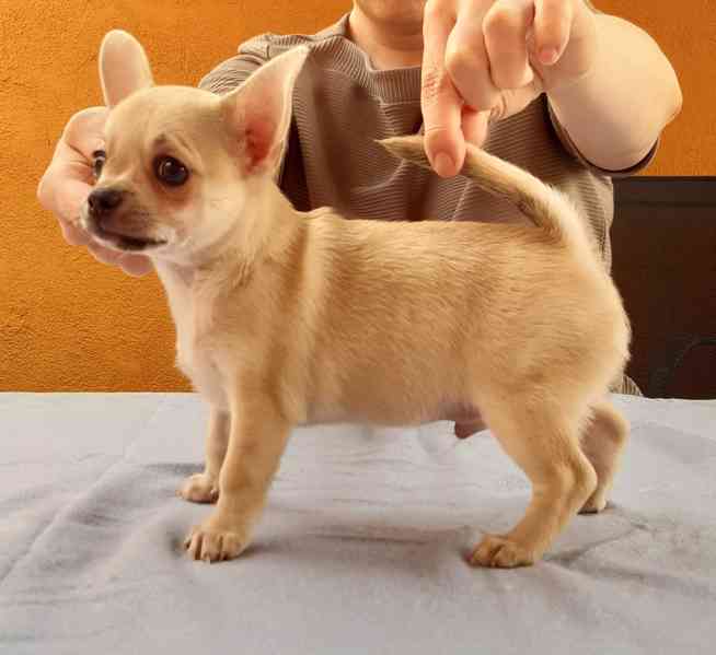 Čivava krátkosrstá s PP - foto 6