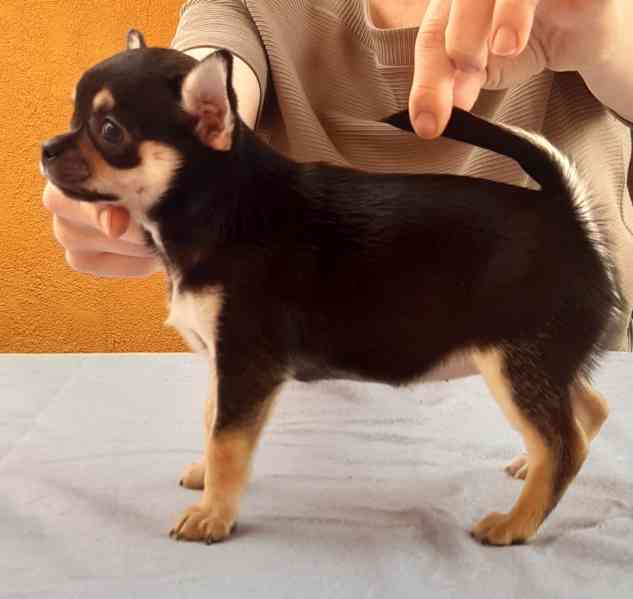 Čivava krátkosrstá s PP - foto 8