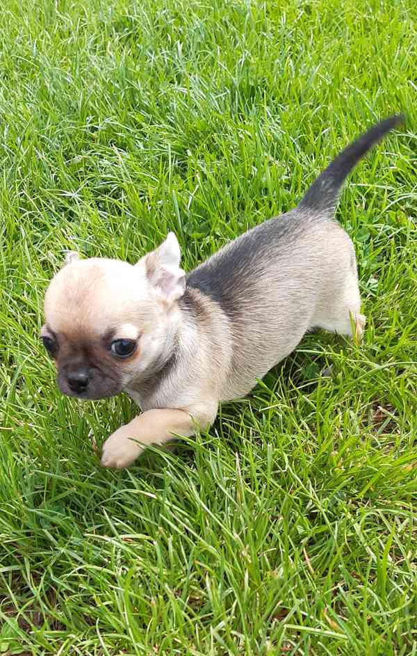 Čivava krátkosrstá s PP - foto 4