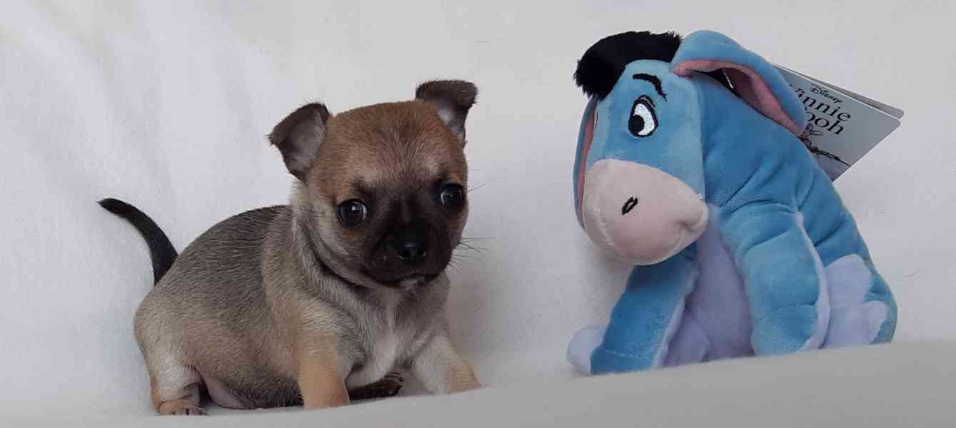 Čivava krátkosrstá s PP - foto 11