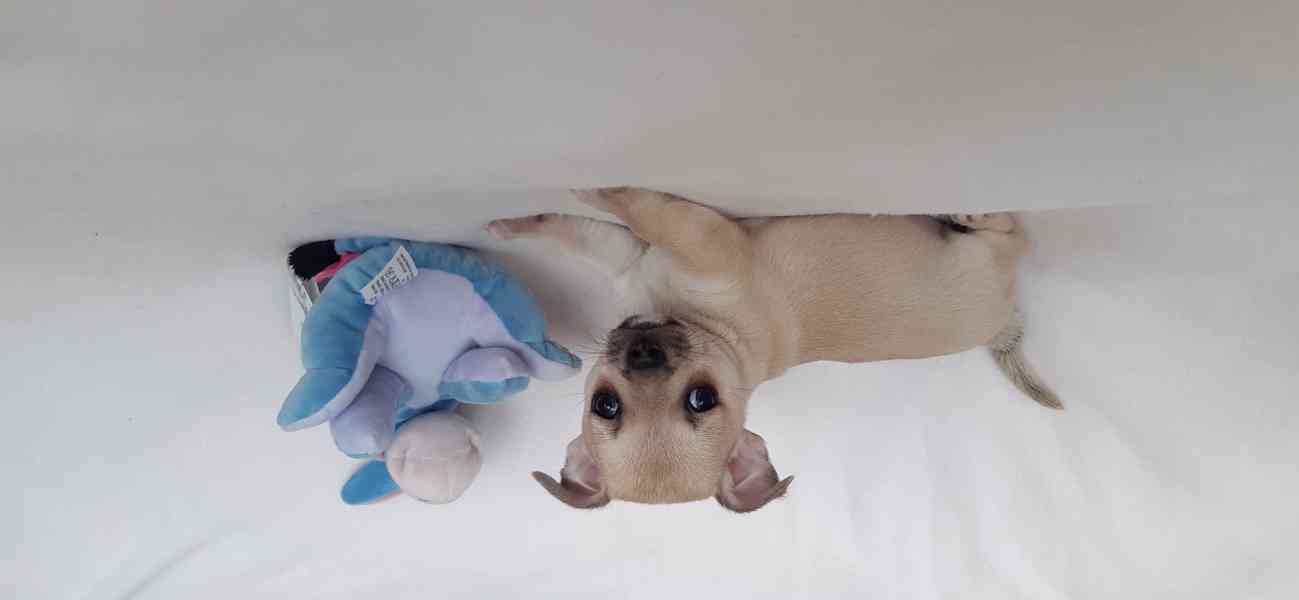 Čivava krátkosrstá s PP - foto 10