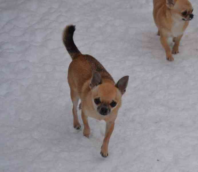 Čivava krátkosrstá s PP - foto 13