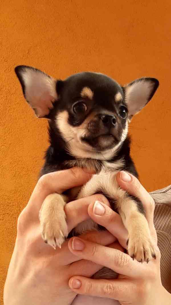 Čivava krátkosrstá s PP - foto 7