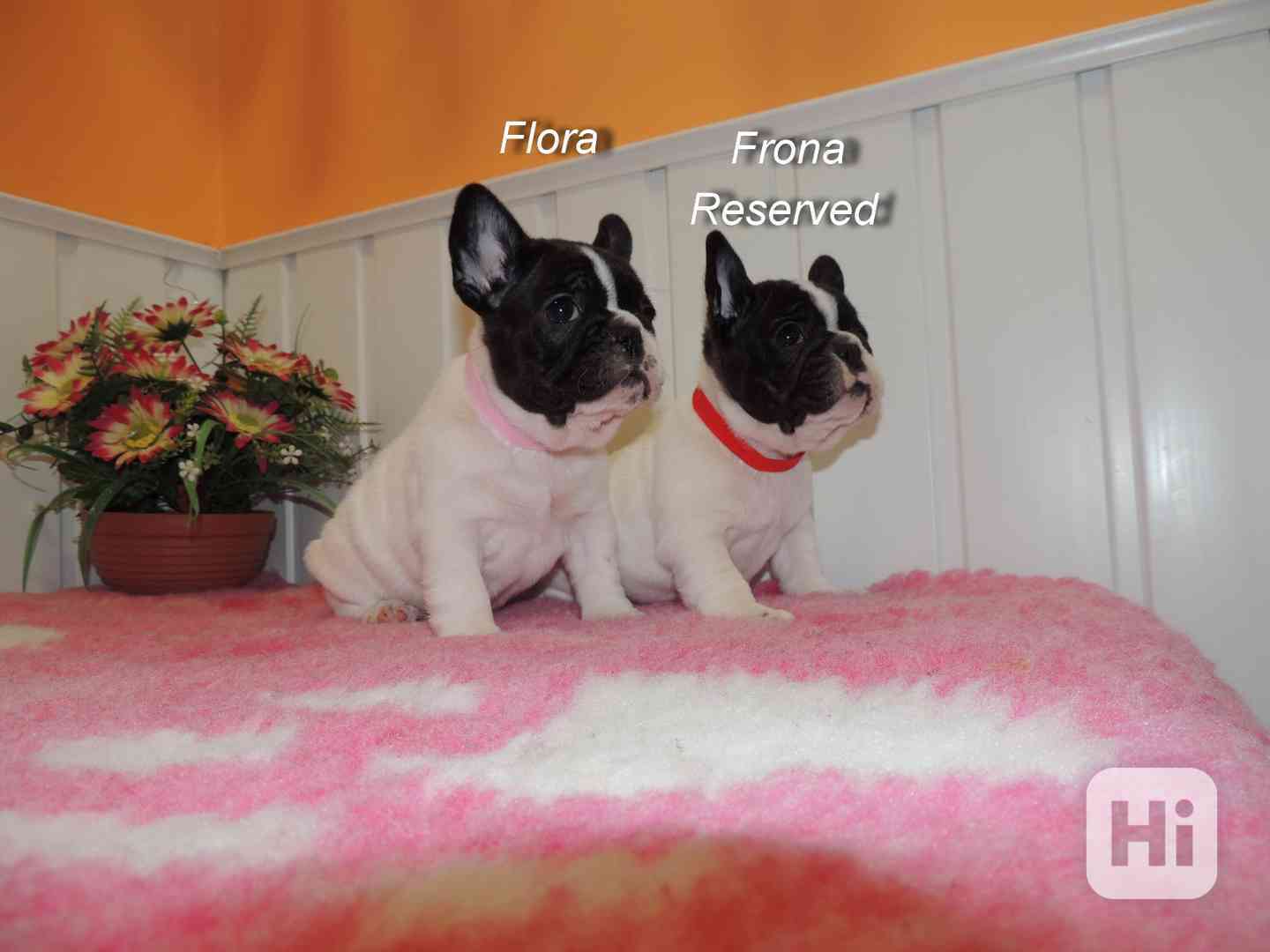 Francouzský buldoček s PP. - foto 1