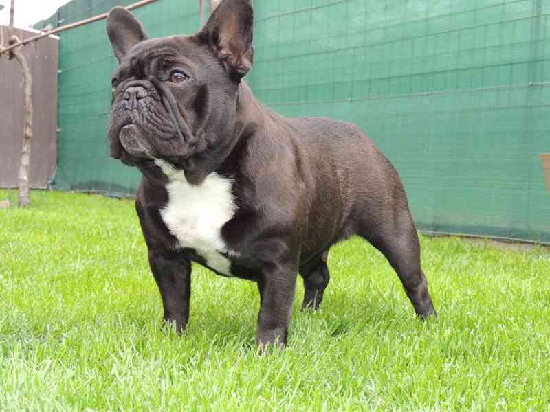 Francouzský buldoček s PP. - foto 7