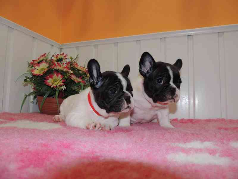 Francouzský buldoček s PP. - foto 5