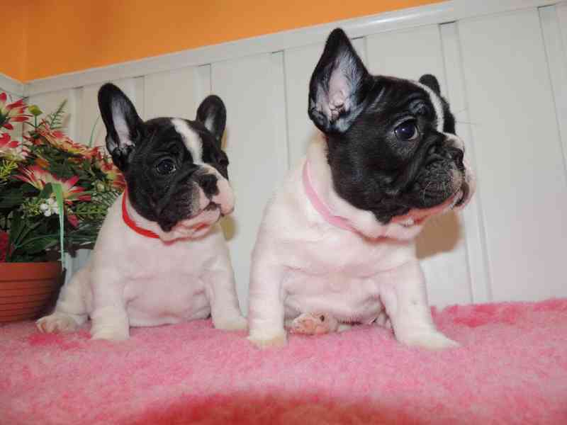 Francouzský buldoček s PP. - foto 4