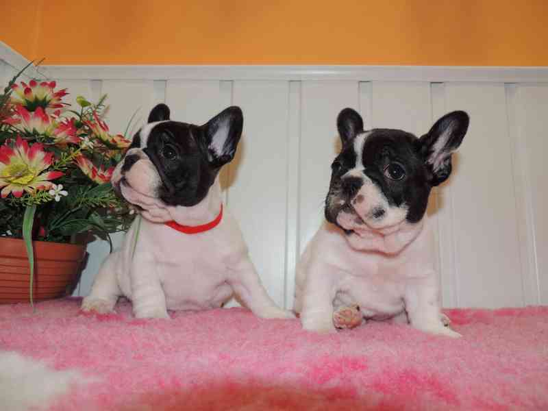 Francouzský buldoček s PP. - foto 2
