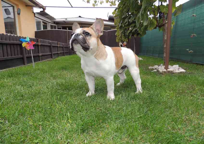 Francouzský buldoček s PP. - foto 6