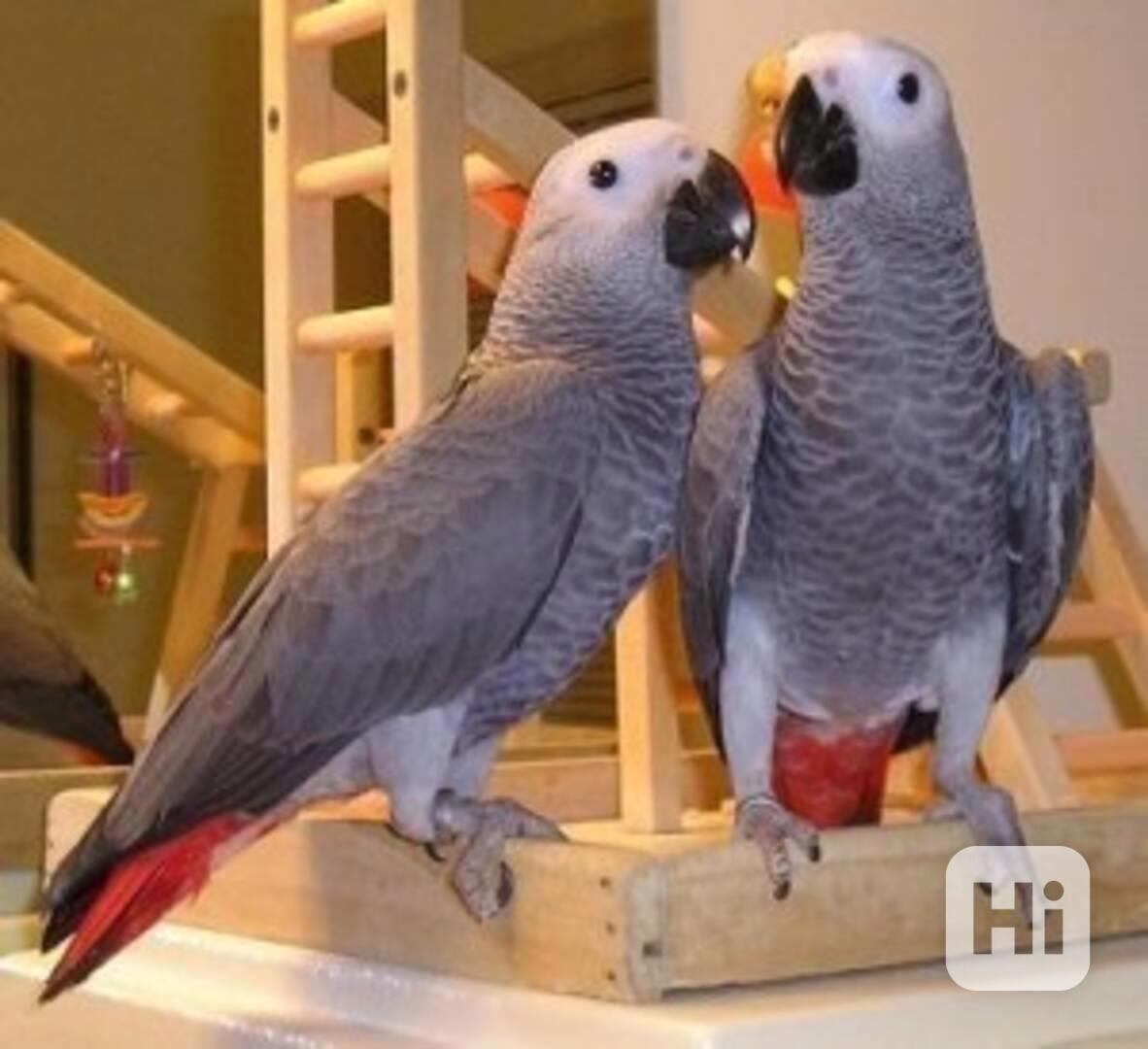 Afričtí šedí papoušci k adopci - foto 1