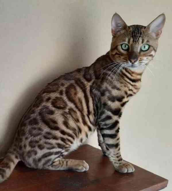 Prodám 12týdenní koťata samce a samice, očkovaná a odčervená - foto 1