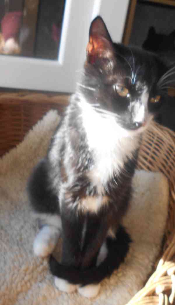 Mazlivý, klidnější 5,5měsíční černobílý kocourek Body - foto 6