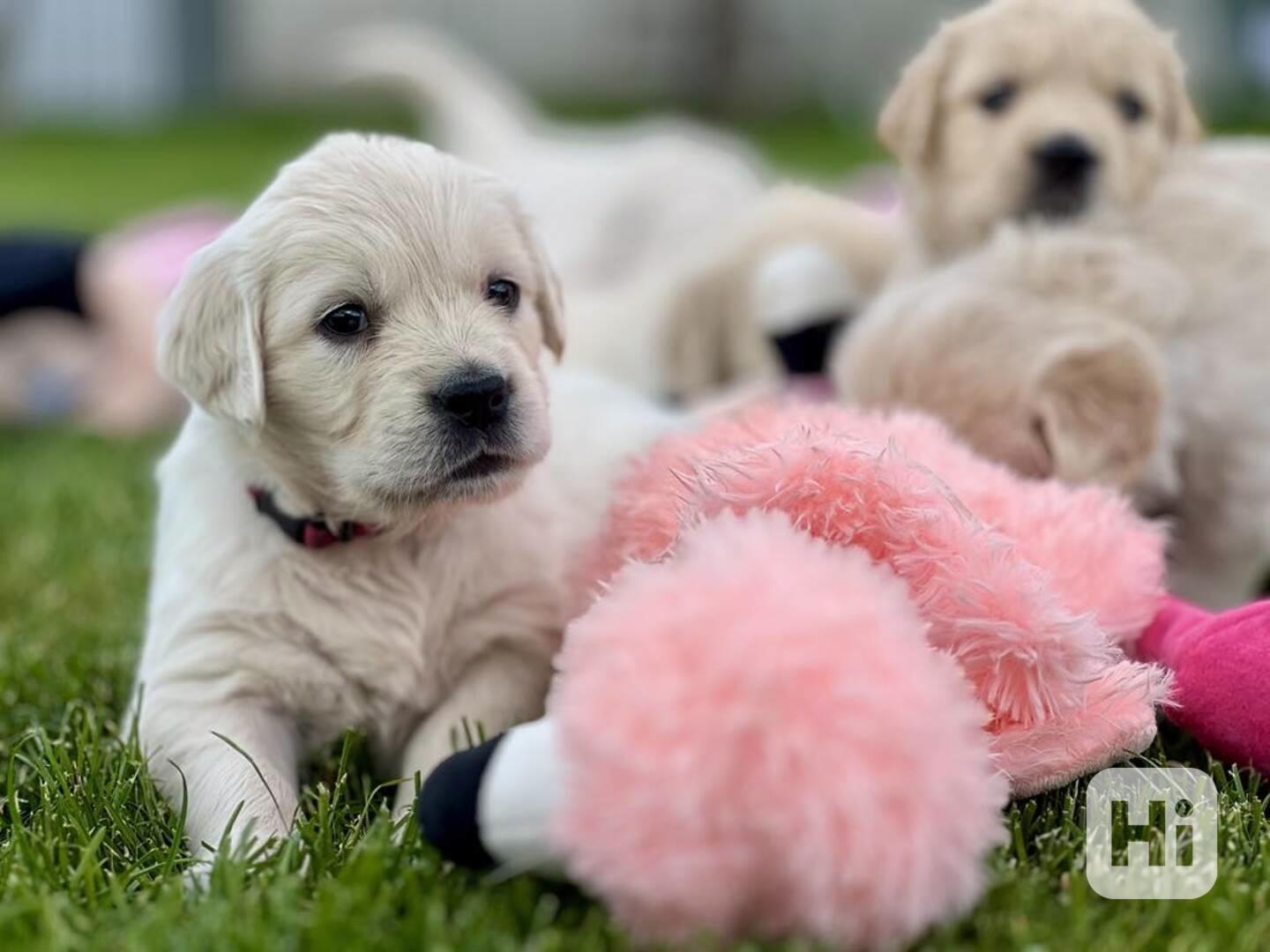 Zlatý retriever šteniatka s PP - foto 1