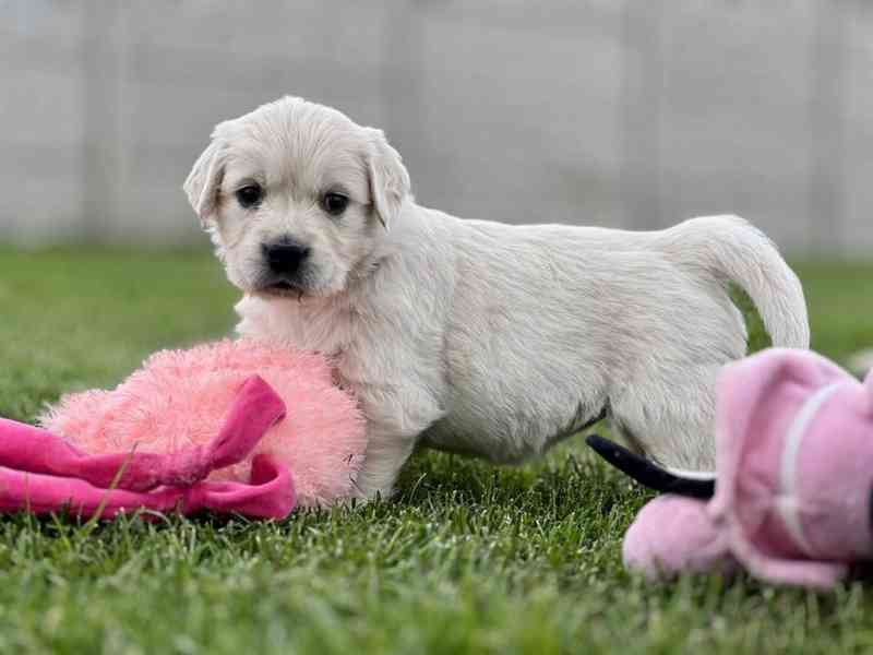 Zlatý retriever šteniatka s PP - foto 6