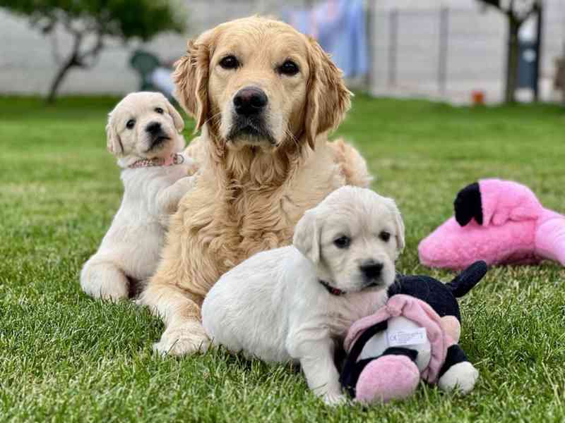 Zlatý retriever šteniatka s PP - foto 3