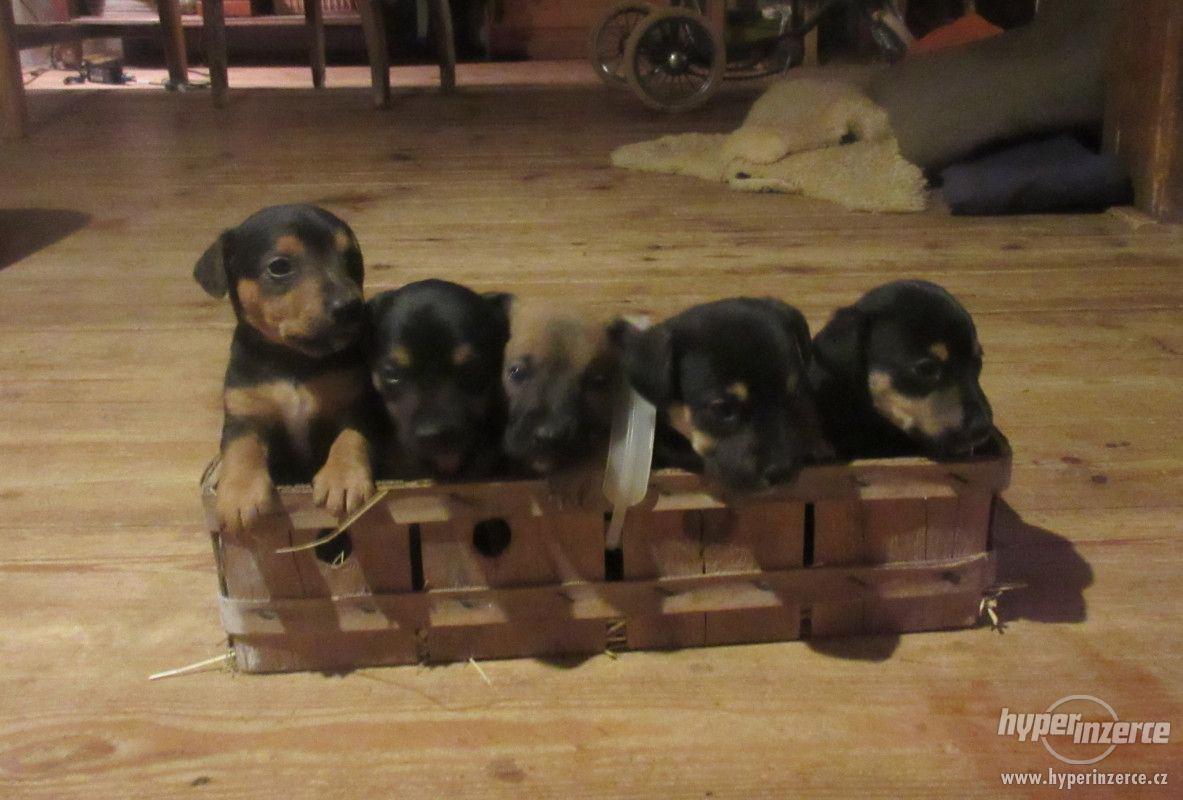 Prodáme štěňátka křížence Jack Russell teriéra s jezevčíkem - foto 1