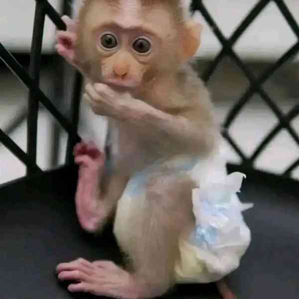   Kapucínská opice připravena k vyzvednutí