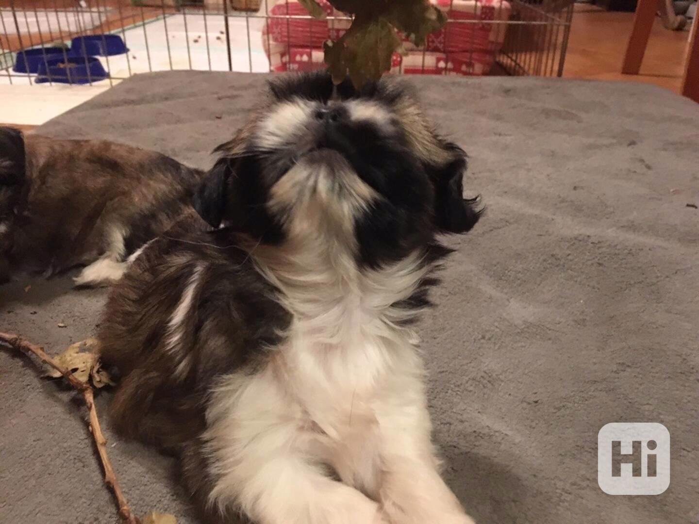 Štěňata shih tzu k adopci a k ​​přemístění - foto 1