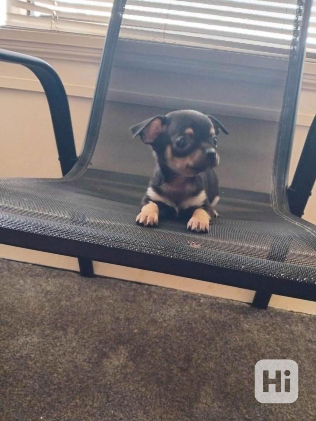 Mini štěňata civavy psík civavy bez PP - foto 1