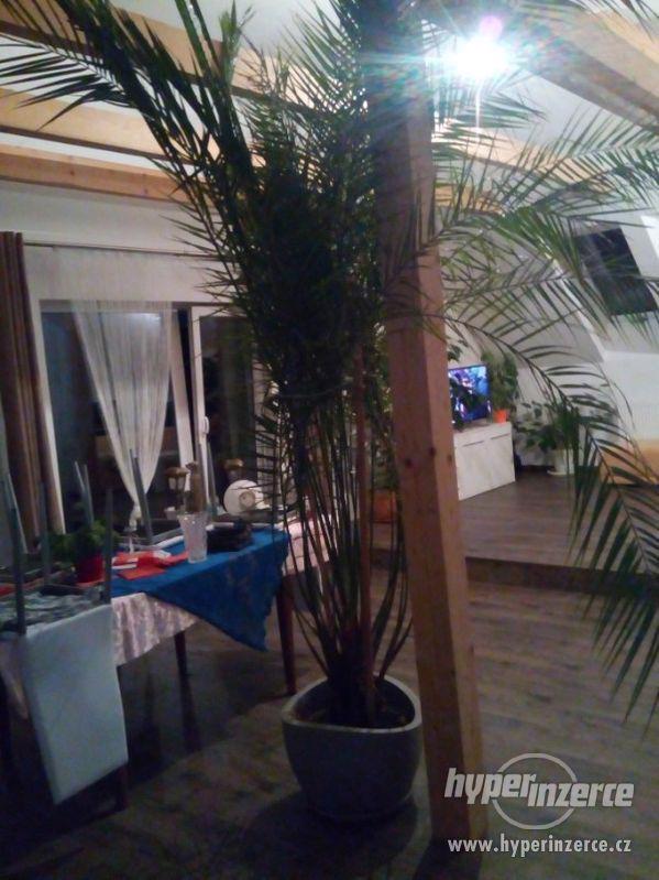 pokojové rostliny - foto 2