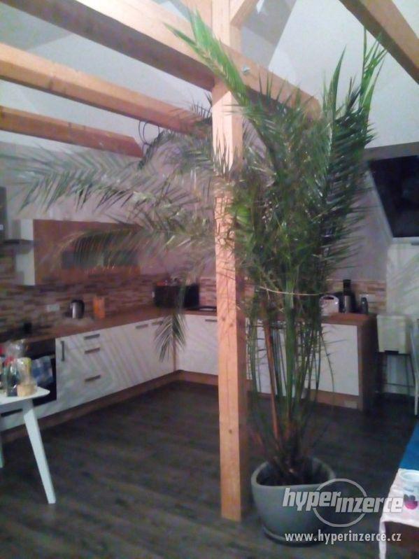 pokojové rostliny - foto 3