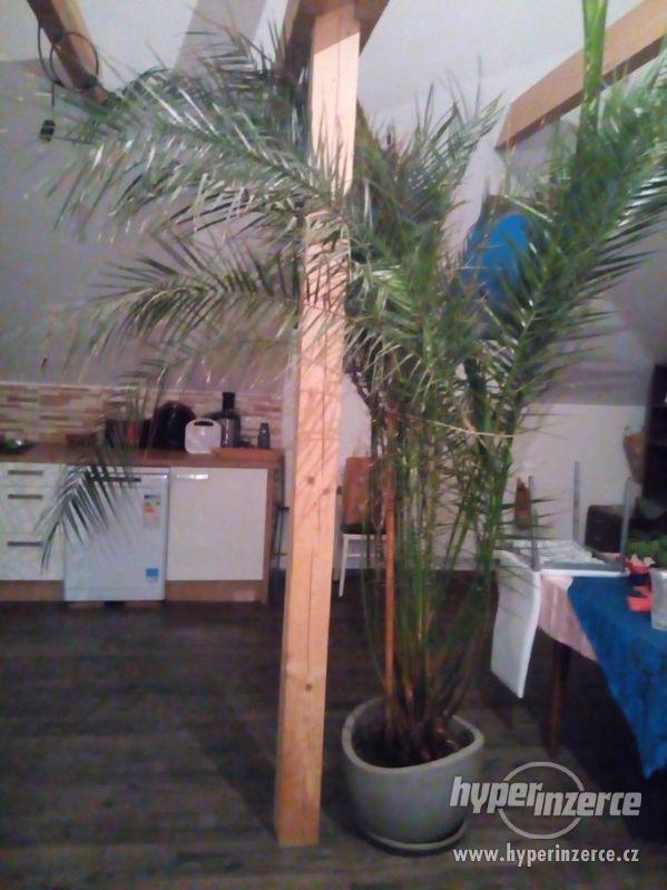 pokojové rostliny - foto 4